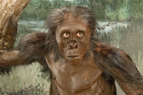 lucy the ape - what did lucy look like.